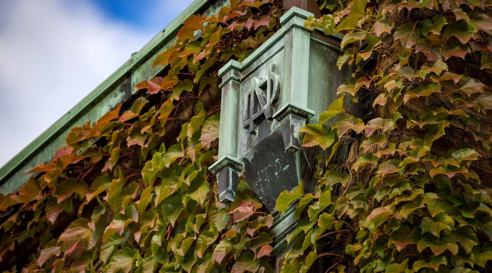 Downspout with an ND monogram on it covered in ivy