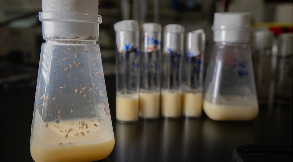 several containers of fruit flies sitting together on a lab table