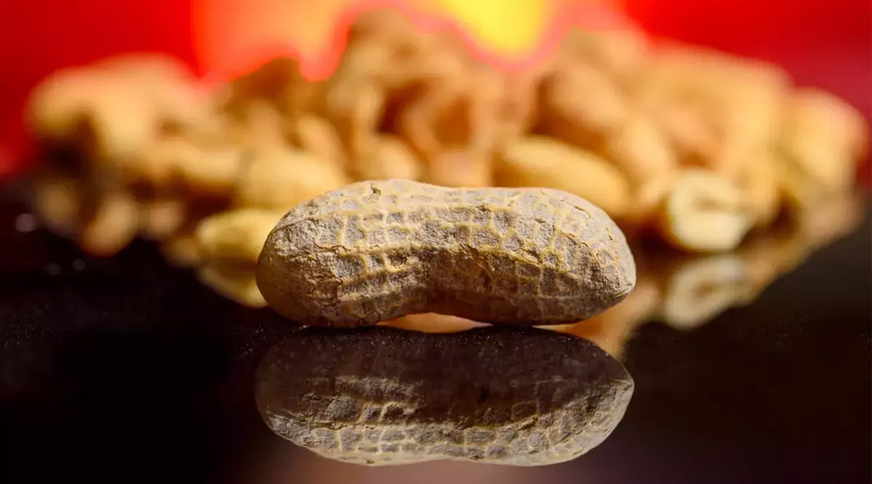 Single peanut in the shell on a reflective black surface, with a blurred background of more peanuts and a warm, red-orange glow.