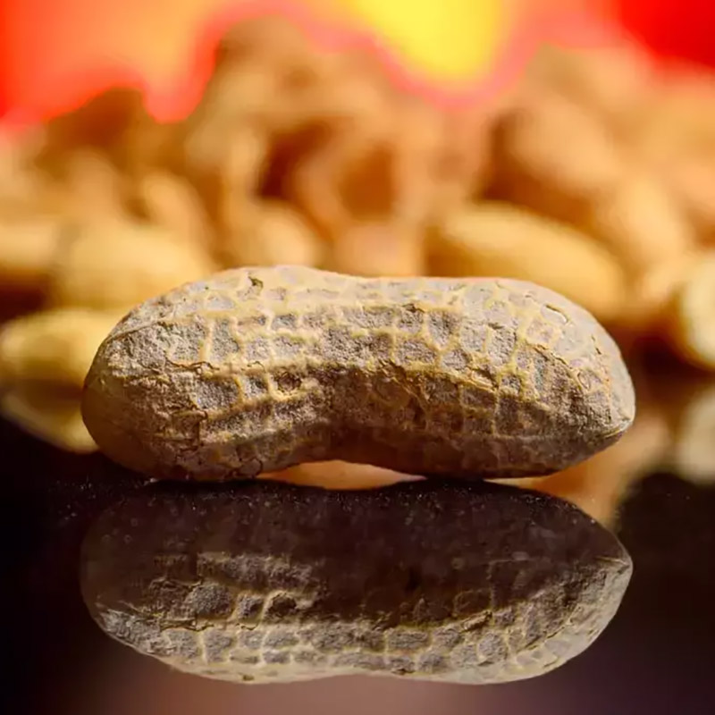 Single peanut in the shell on a reflective black surface, with a blurred background of more peanuts and a warm, red-orange glow.