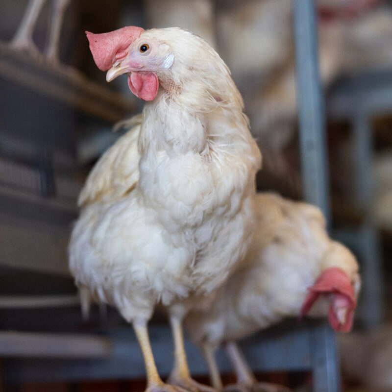 Close-up of two white chickens standing in a poultry facility, one alert and upright while the other appears to be pecking downward.